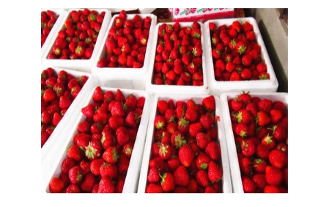 德阳小汉镇草莓种植基地
